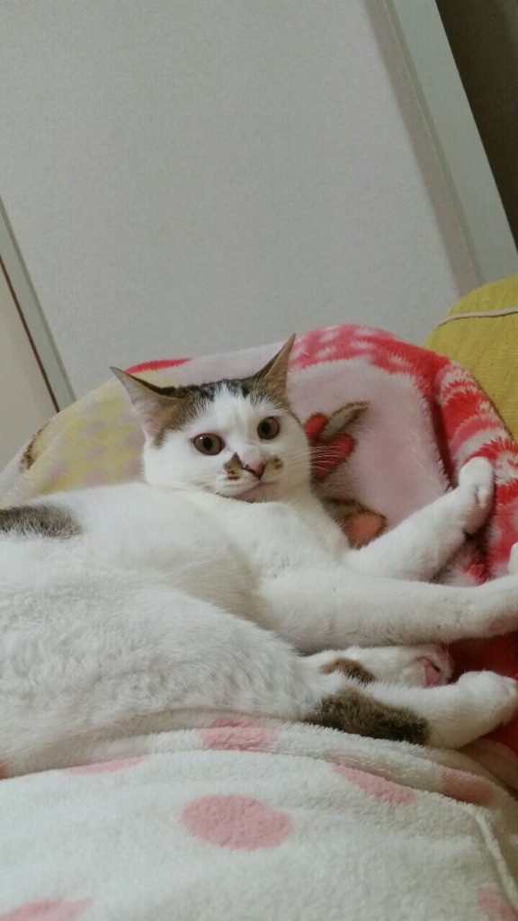 寵物貓