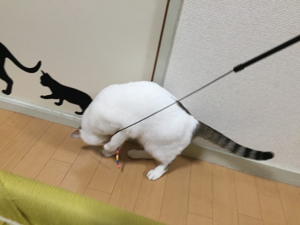 寵物貓