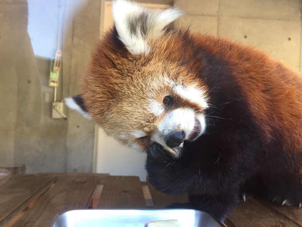 喜馬拉雅小貓熊